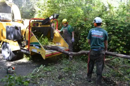 tree services Barry